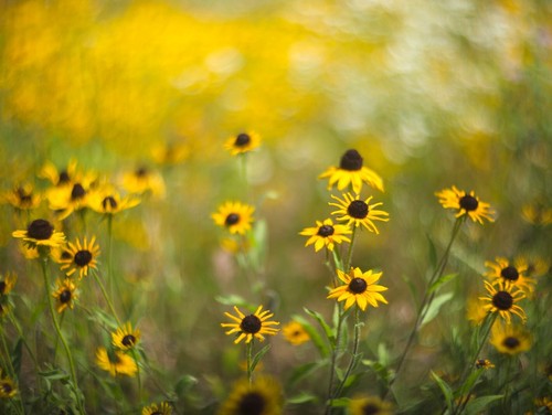 Sony fit lens - e,