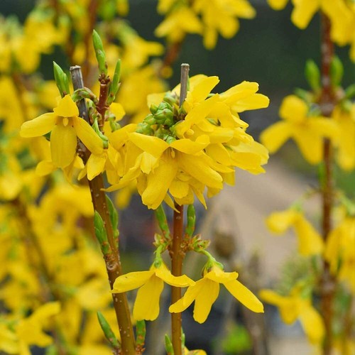Forsythia intermedia week end - forsythia, week-end