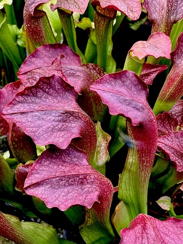 Sarracenia willisii minor - sarracenia,