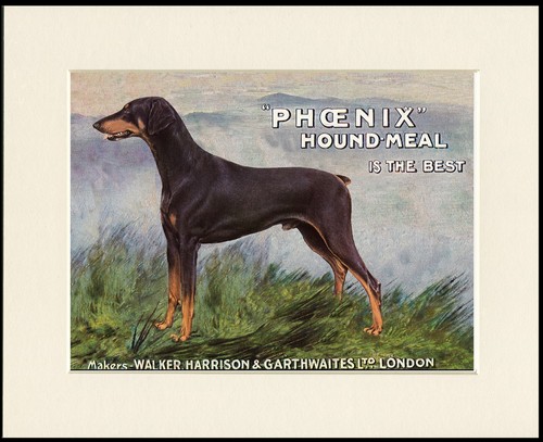 Doberman dog art - art, print