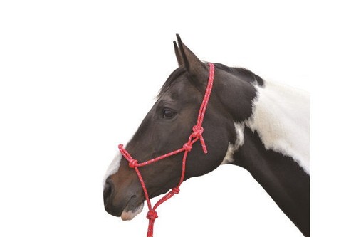 Rope halter horses - rope, &