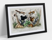 OLIVER GOLDSMITH, COLLECTION OF SQUIRRELS -FRAMED ART POSTER PAPER PRINT 4 SIZES