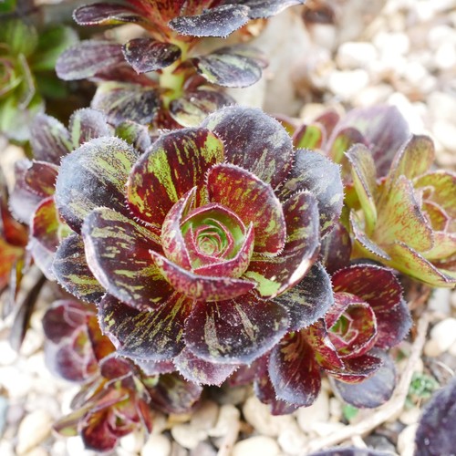 Aeonium chanel big bang - aeonium,