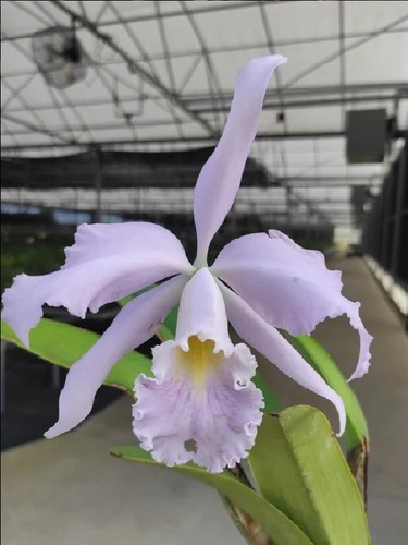Cattleya milo coerulea - (1910),
