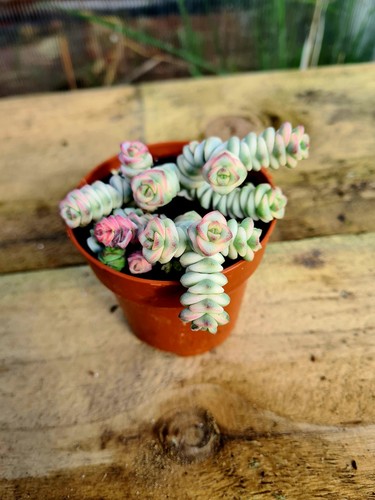 Crassula jade necklace - jade,