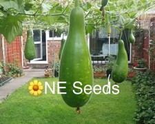 🌼 100% Genuine Bangladeshi