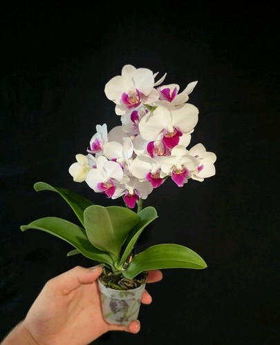 Mini phalaenopsis red lip 1 - mini,