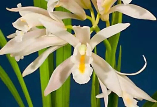 Cymbidium mastersii species