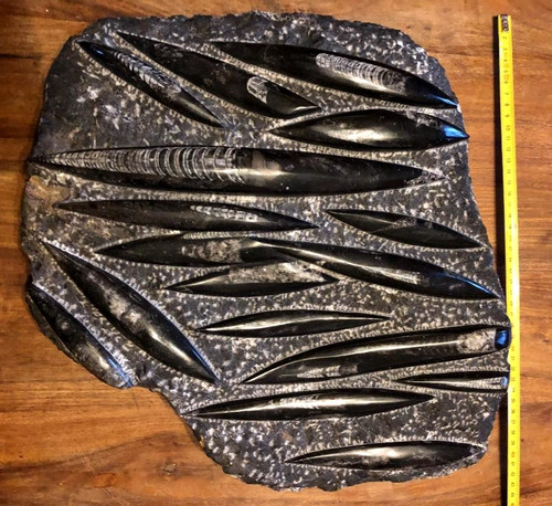 Stunning large orthoceras - large,