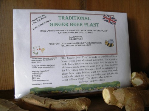 Traditional ginger beer - ginger, plant