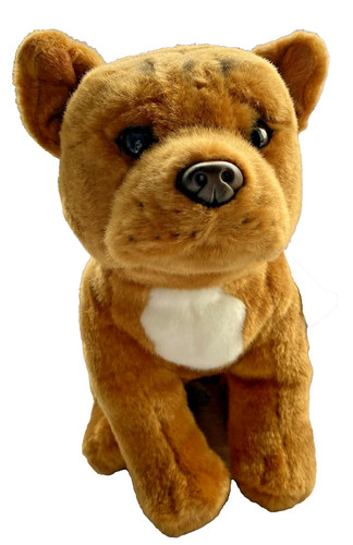 Red staffordshire bull terrier - staffordshire,