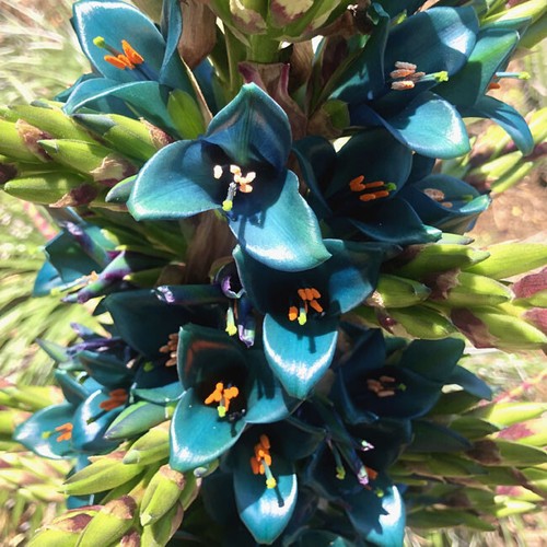 Puya alpestris seeds - puya,