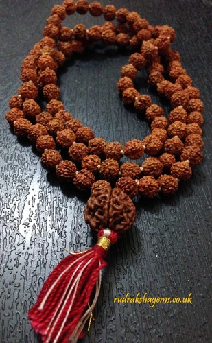 Six che mukhi face - che, rudraksha
