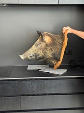 Vintage Wild Boar Taxidermy
