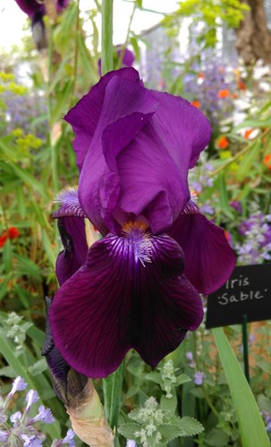 Dark purple iris - purple, tall