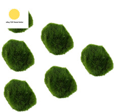 6 X Marimo Moss Balls, Live