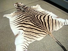 Authentic SOUTH AFRICA No Felt BURCHELL Hunting Safari ZEBRA SKIN 103" Hide Rug