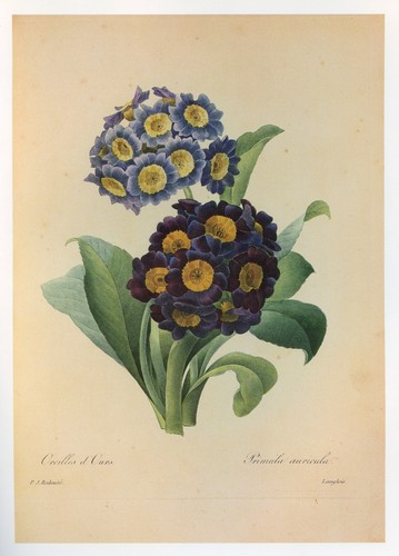 Vintage redouté print - redouté,