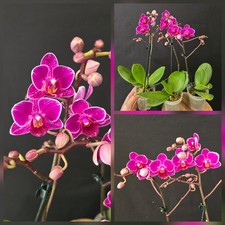 Compact Phalaenopsis Orchid "Pink" . 10Cm Pot. 1 Flower Spike. 