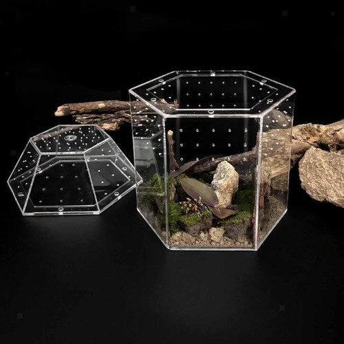Jumping spider enclosure - jumping,