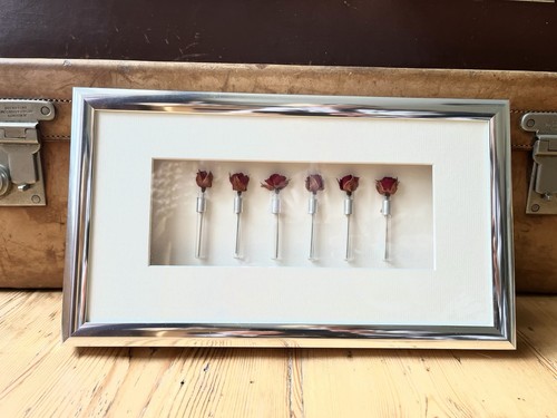 Miniature roses art - roses,