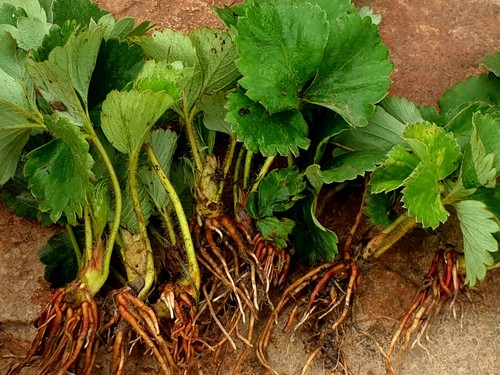 Strawberry plants bare root - strawberry,