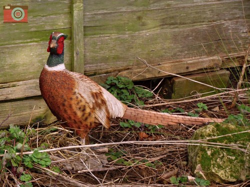 Life size pheasant - outdoor, or