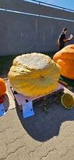 Atlantic Giant Seeds Giant Pumpkin 433.8kg 956.4lb