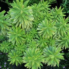 Euphorbia Ascot Rainbow Spurge