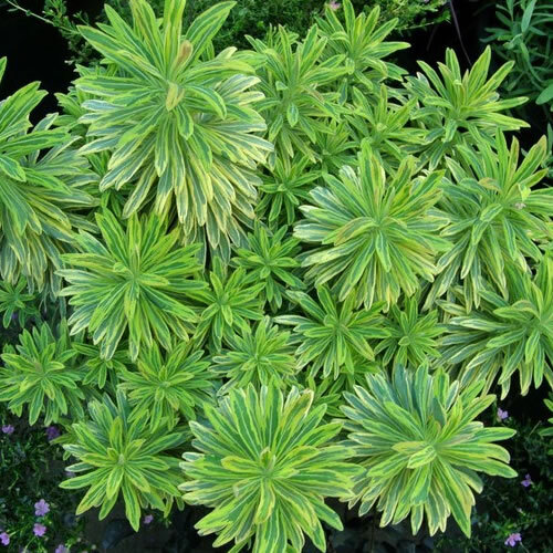 Euphorbia ascot rainbow spurge - ascot,