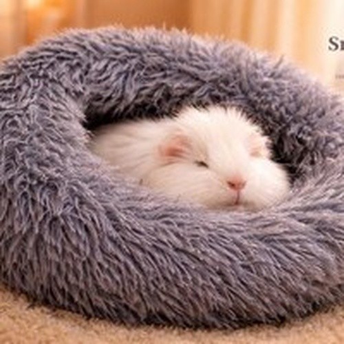 Guinea pig bed ferret - pig, bed,