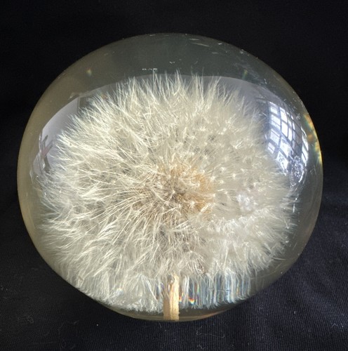 Dandelion flower resin - dandelion,