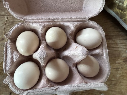 Hen fruits the - hen,