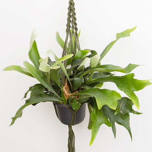 Platycerium bifurcatum plant - platycerium,