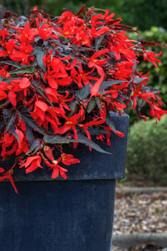 Begonia boliviensis dark leaf - begonia,