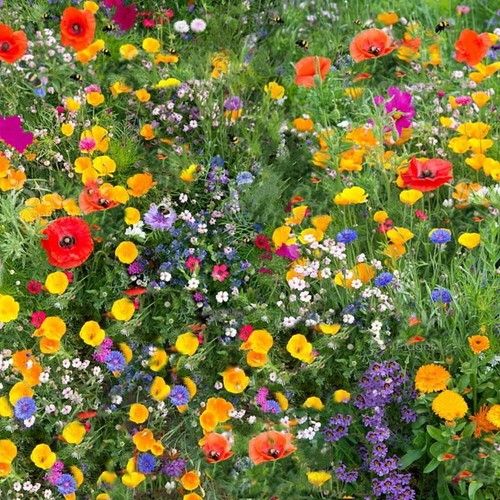 Wildflower seeds mix seed wild - wildflower,