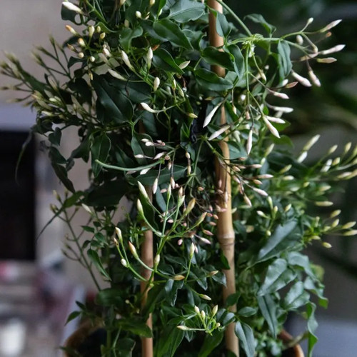 Jasmine polyanthum white - jasmine,