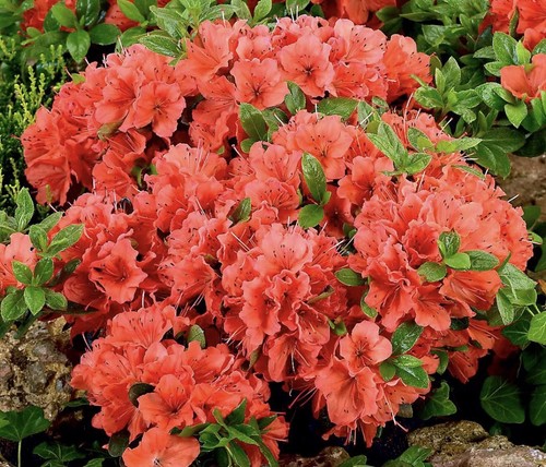 Azalea geisha orange - 1,