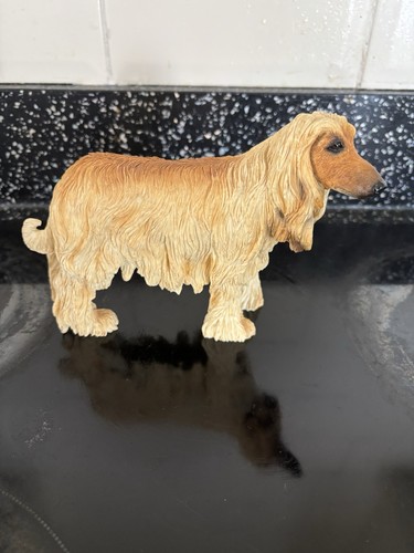Afghan hound leonardo - afghan,