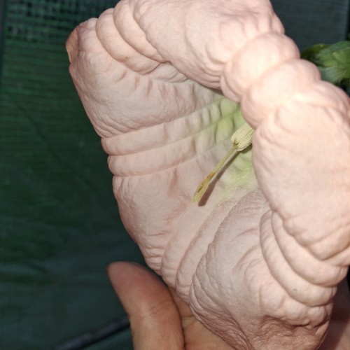Brugmansia pink plant angel - brugmansia,