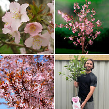 Cherry Blossom Tree Plant
