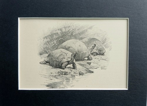 Aldabra giant tortoise mounted - aldabra,