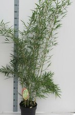 'Campbell' Sturdy Fargesia - Tall Hedge Bamboo - Zebra Bamboo