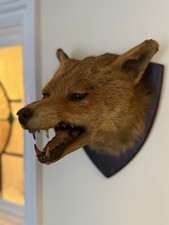 Taxidermy Fox Head