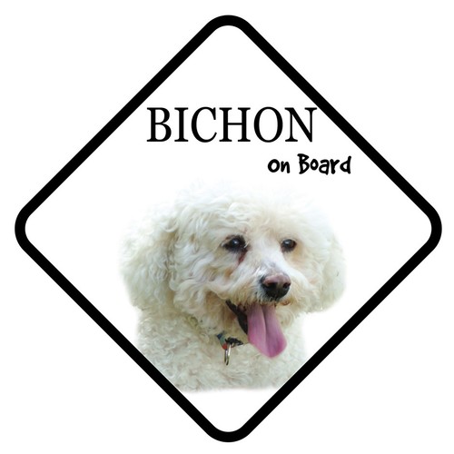 Bichon frise board - board, car