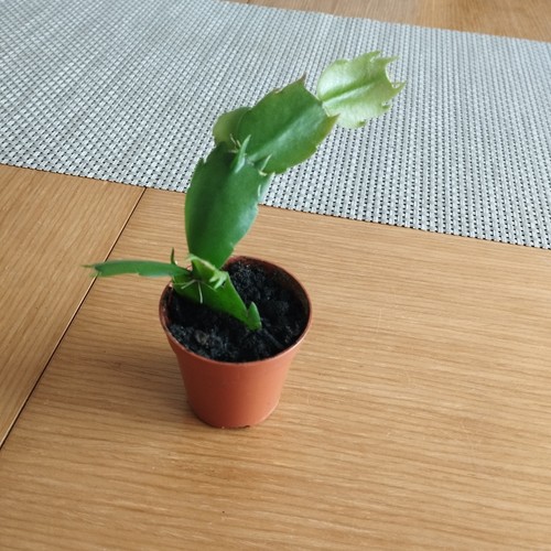 Thanksgiving cactus triple - thanksgiving,
