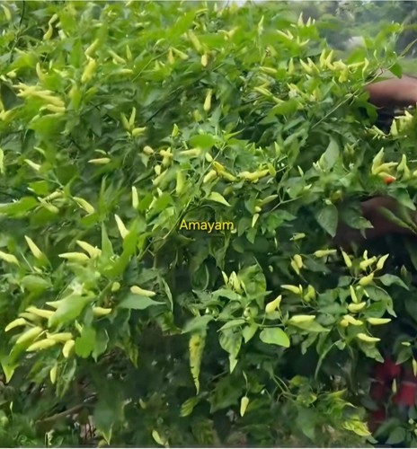 Ghee naga dud morich bhut - ghee,