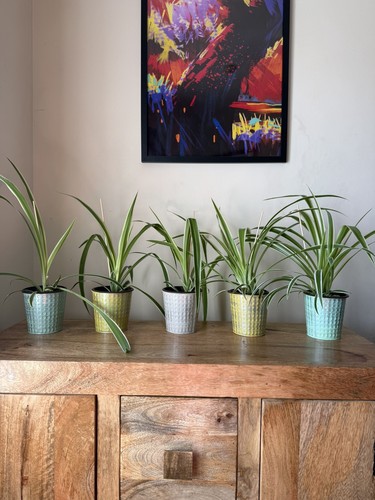 Job lot spider plants - x5, in