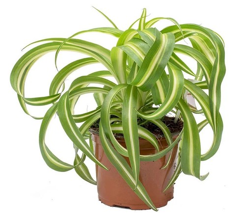 Variegated bonnie rooted - bonnie,