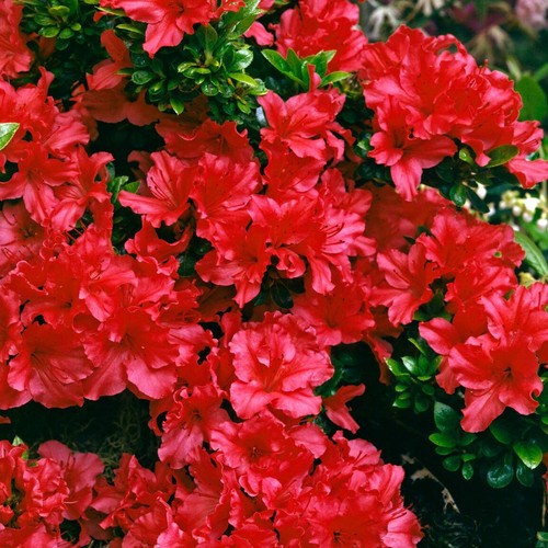 Azalea japonica plant red - azalea,